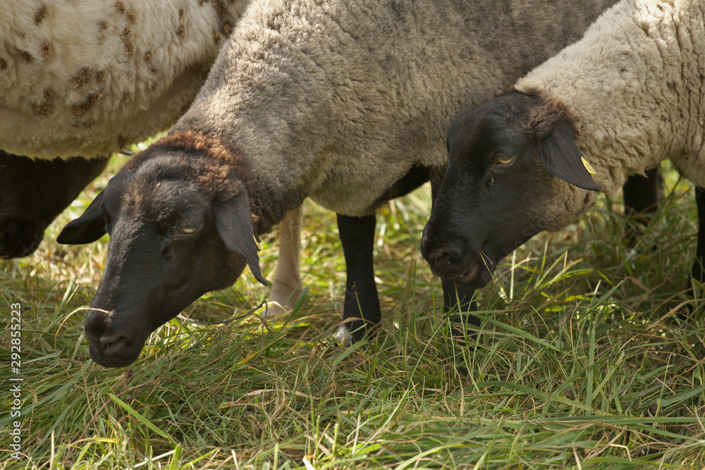 flock of sheep