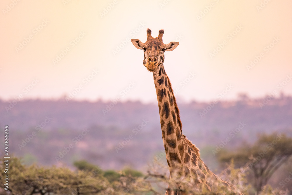 Obraz premium Lonely giraffe in the savannah Serengeti National Park at sunset. Wild nature of Tanzania - Africa. Safari Travel Destination.