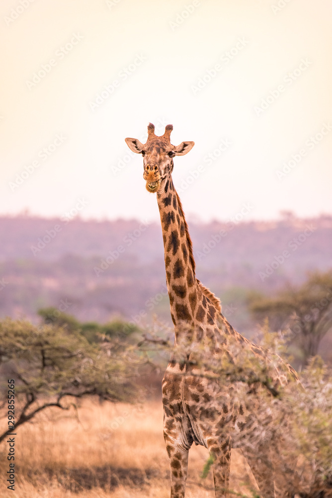 Obraz premium Lonely giraffe in the savannah Serengeti National Park at sunset. Wild nature of Tanzania - Africa. Safari Travel Destination.
