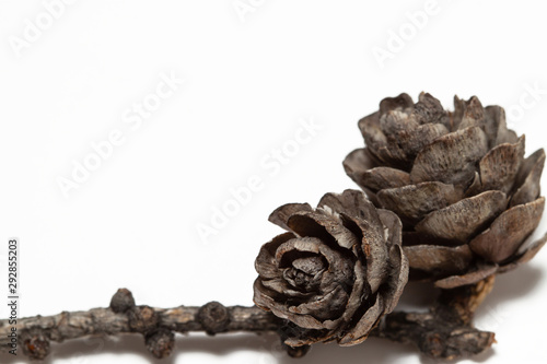 pine cone branch isolated on white background macro