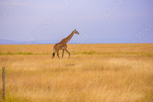 Fototapeta Naklejka Na Ścianę i Meble -  Lonely giraffe in the savannah Serengeti National Park at sunset.  Wild nature of Tanzania - Africa. Safari Travel Destination.