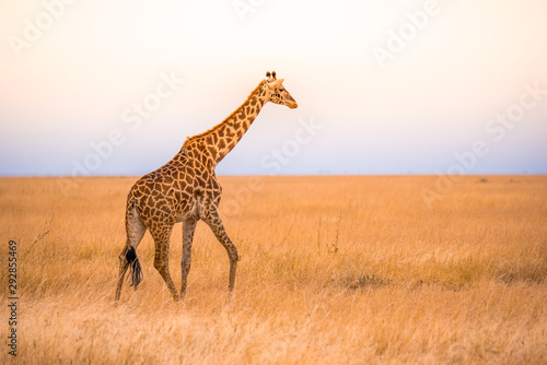 Lonely giraffe in the savannah Serengeti National Park at sunset.  Wild nature of Tanzania - Africa. Safari Travel Destination. © Simon Dannhauer