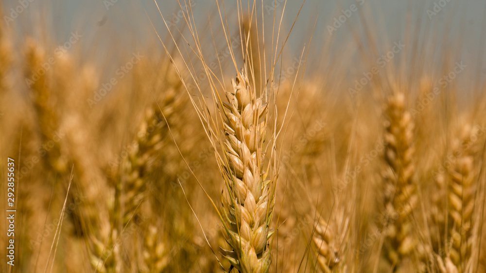 Golden wheat field under blue sky Golden wheat field under blue sky
