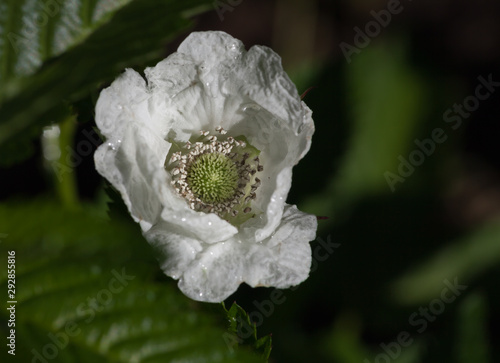 Canvastavla Strawberry raspberry flower in the home garden