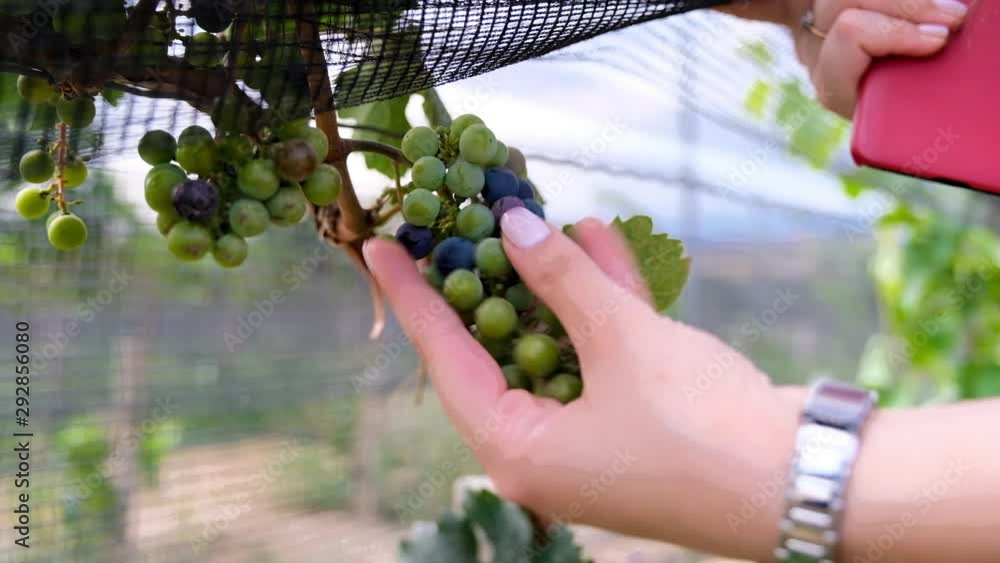 a woman's hand touches a green bunch of ripe grapes in the vineyard. close up a woman's hand touches a green bunch of ripe grapes in the vineyard. close up