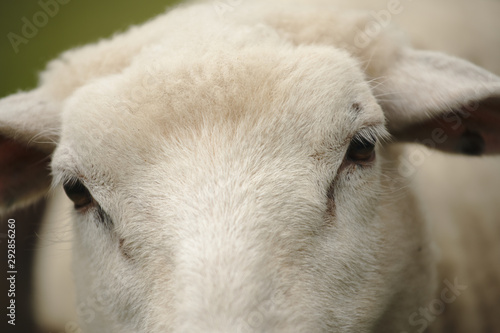 closeup of a of sheeps head