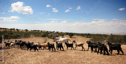 herd of goats grazing in pasture © Kybele