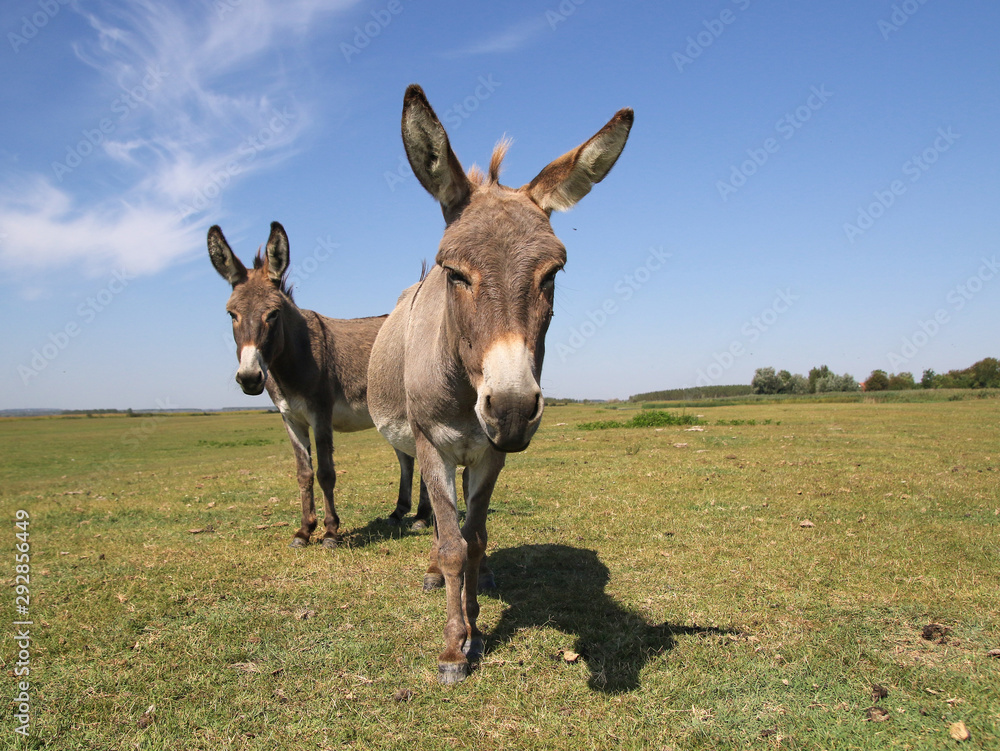 Two funny curious donkeys is staring in the meadow Two funny curious donkeys is staring in the meadow