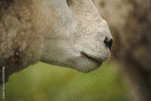 closeup of a of sheeps nose