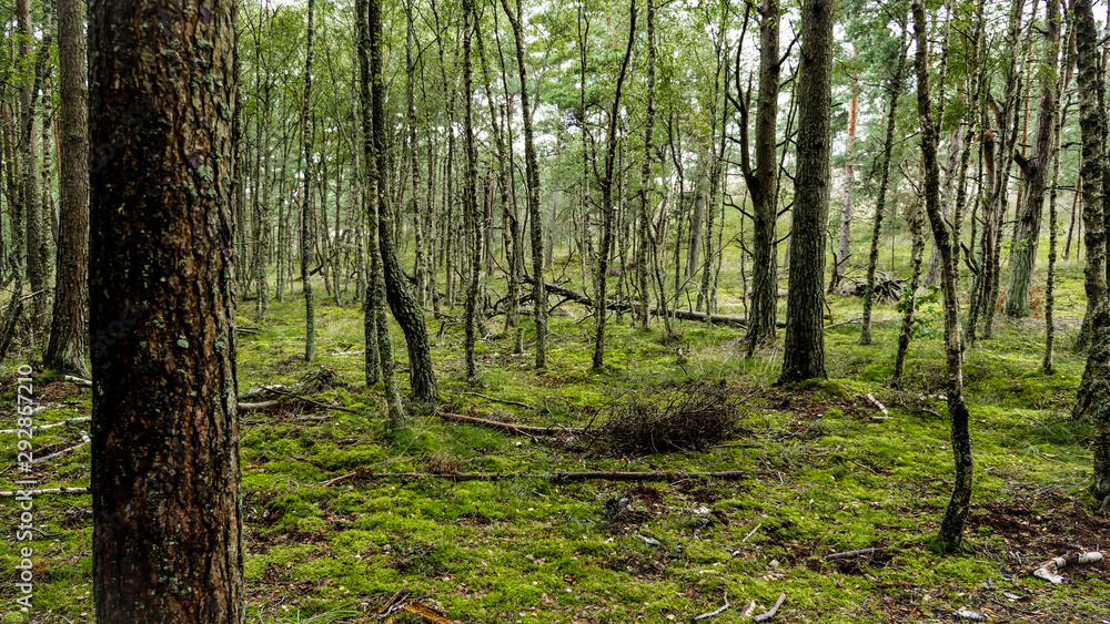 Fototapeta premium Las - Park Słowiński