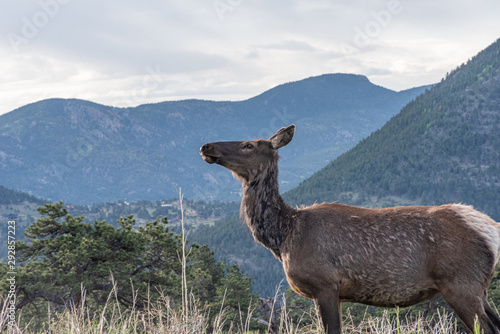 Colorado Mountain Elk