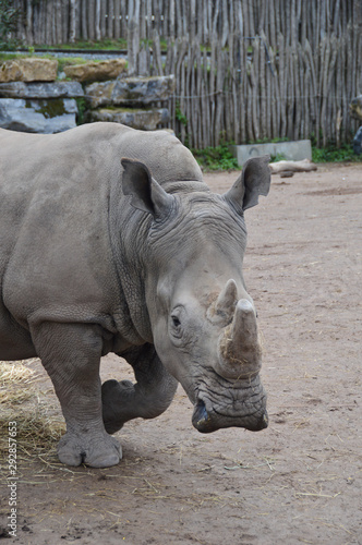 zoo rhinoceros corne parc