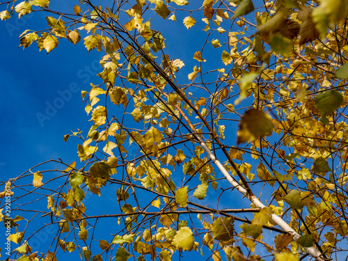 Fototapeta Naklejka Na Ścianę i Meble -  Brzoza, jesień, liście