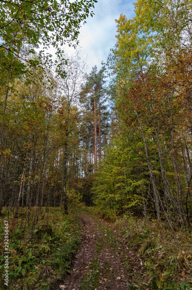 Dirt road in a beautiful autumn forest on a clear sunny day Dirt road in a beautiful autumn forest on a clear sunny day