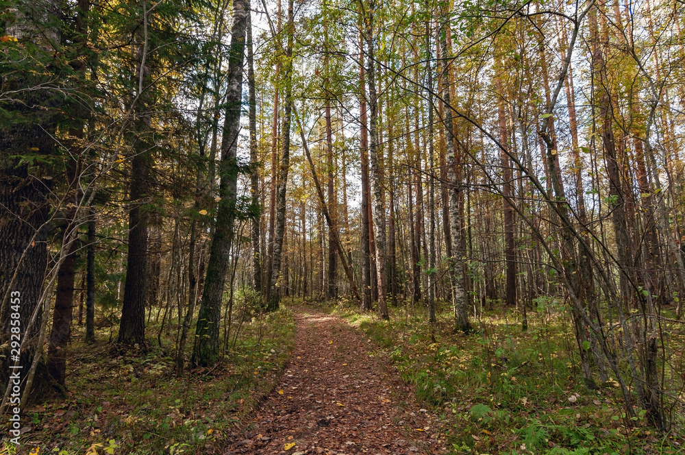 Dirt road in a beautiful autumn forest on a clear sunny day Dirt road in a beautiful autumn forest on a clear sunny day