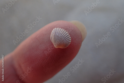 little white sea shell held in hands on a beach