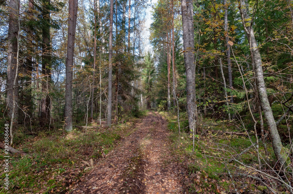 Obraz premium Dirt road in a beautiful autumn forest on a clear sunny day