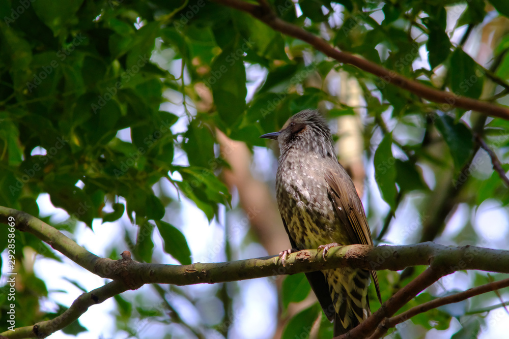wild bird bulbul on branch wild bird bulbul on branch
