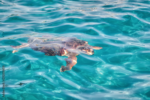 Caretta Caretta Turtle from Zakynthos, Greece, near  Laganas beach, emerges to take a breath © Yana