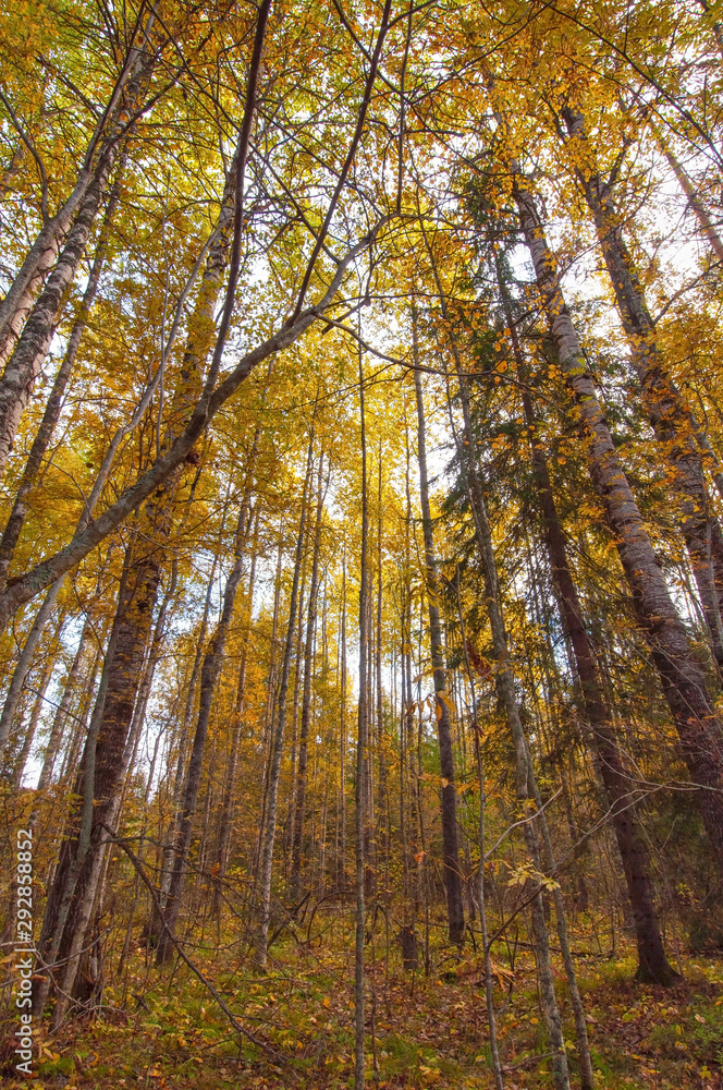 Bright yellow birch forest on a sunny autumn day