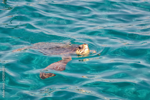 Caretta Caretta Turtle from Zakynthos, Greece, near  Laganas beach, emerges to take a breath
