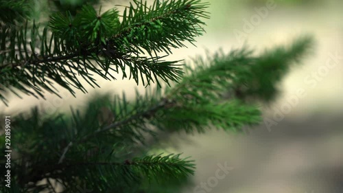 Bright branch of pine needles in fall forest. Fluffy pine tree branch in woodland. Beautiful environment with wildlife plants in nature reserve. Fir tree in deep forest.