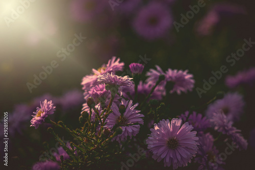 purple autumn flowers lit by the warm September sun in a natural garden environment in close-up