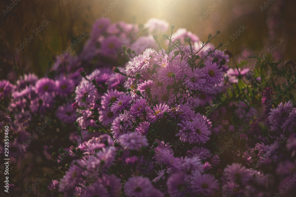 purple autumn flowers lit by the warm September sun in a natural garden environment in close-up purple autumn flowers lit by the warm September sun in a natural garden environment in close-up