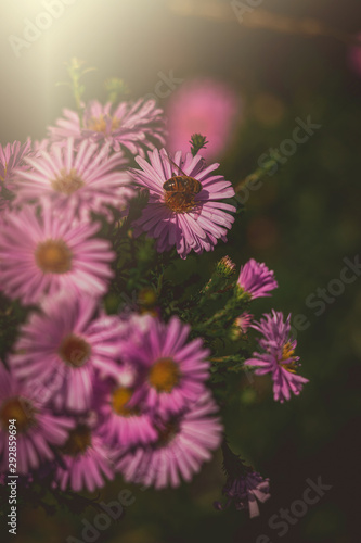 purple autumn flowers lit by the warm September sun in a natural garden environment in close-up