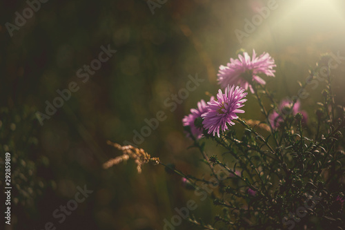 purple autumn flowers lit by the warm September sun in a natural garden environment in close-up photo