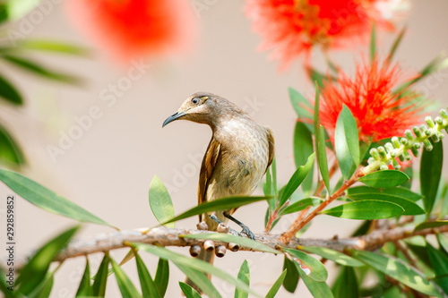 Australian Brown Honeyeater Bird. photo