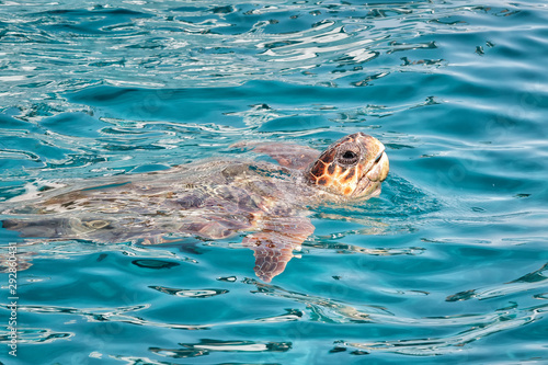 Caretta Caretta Turtle from Zakynthos, Greece, near  Laganas beach, emerges to take a breath