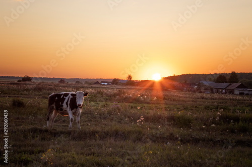 giraffe in sunset © Вадим Карнахин