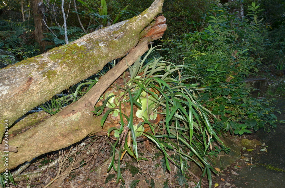 Fototapeta premium An old tree in a rain forest. Australia