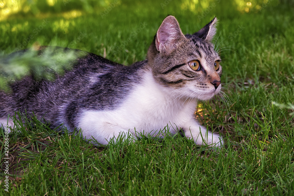 Domestic cat, lying down on the grass at garden, on the alert, in summer day