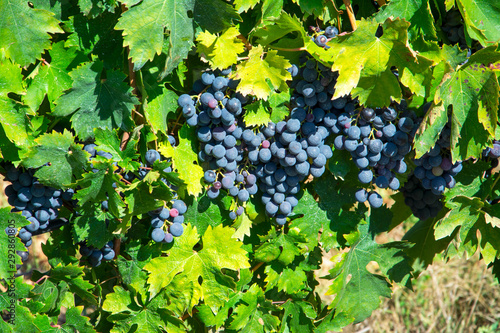 Photography red wine grapes on the vine