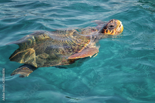 Caretta Caretta Turtle from Zakynthos  Greece  near  Laganas beach  emerges to take a breath