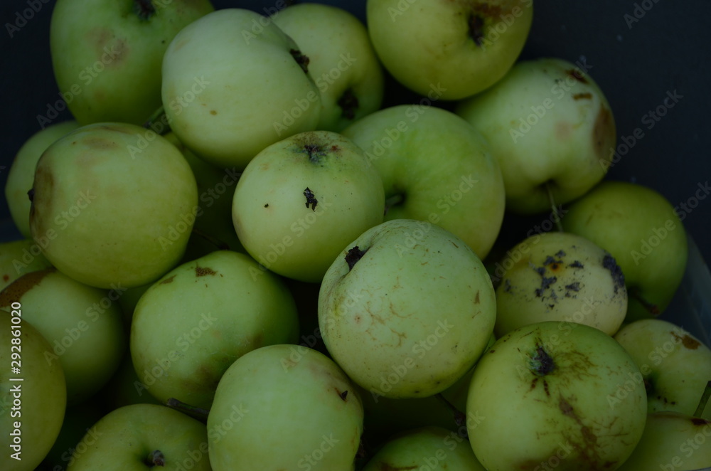 many picked white apples in a basket many picked white apples in a basket