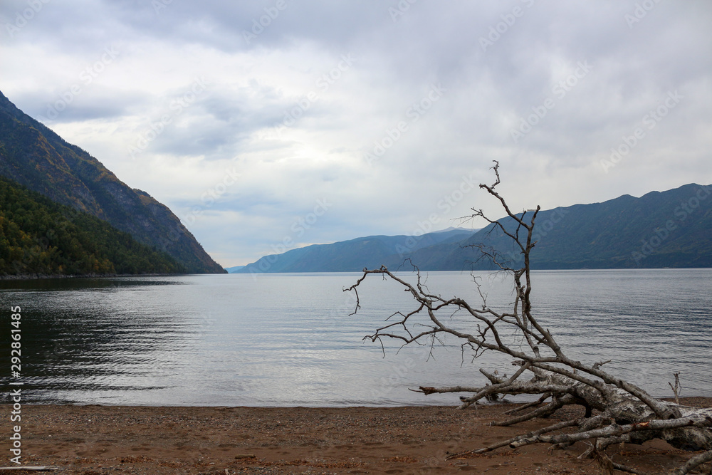 Lake between mountains. Sandy beach with old withered tree.