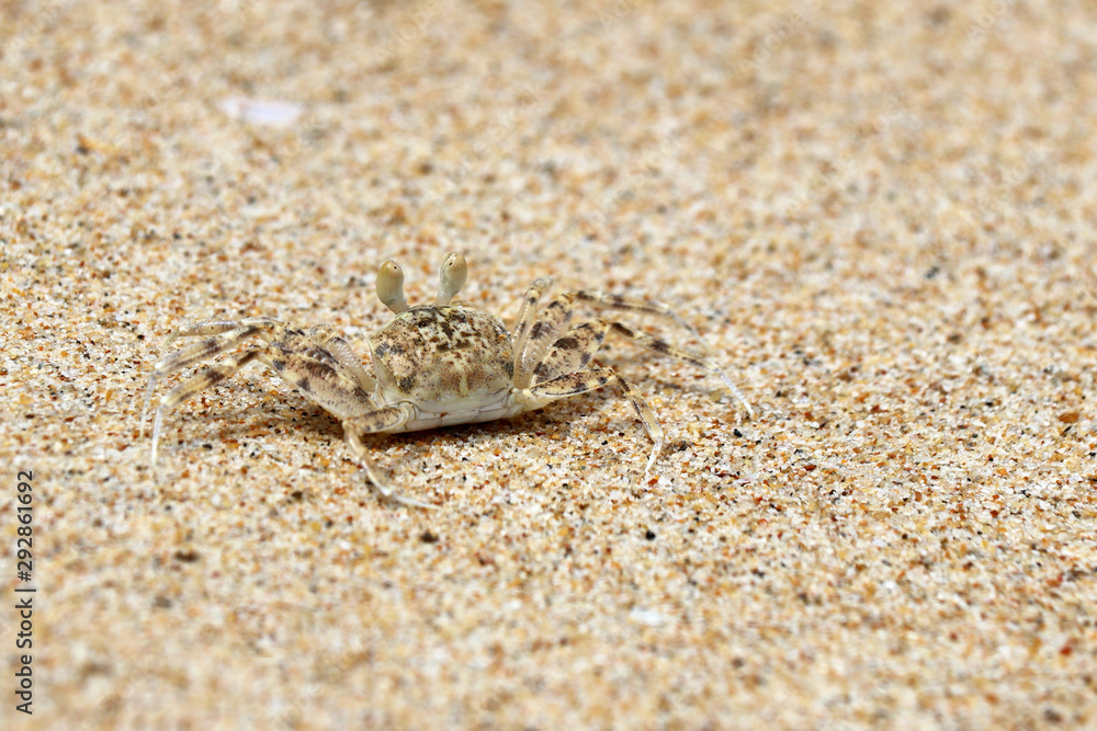 Soldier crab on the sand beach closeup. Wildlife of tropical sea coast