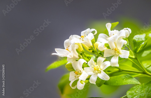 Canvas Print White flowers of orange Jessamine, Murraya paniculata flower with raindrop