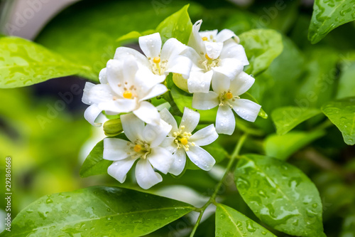 Bild auf Leinwand White flowers of orange Jessamine, Murraya paniculata flower with raindrop over