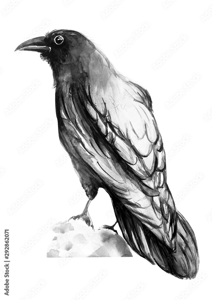 Fototapeta premium Black, crow, bird, water color, art