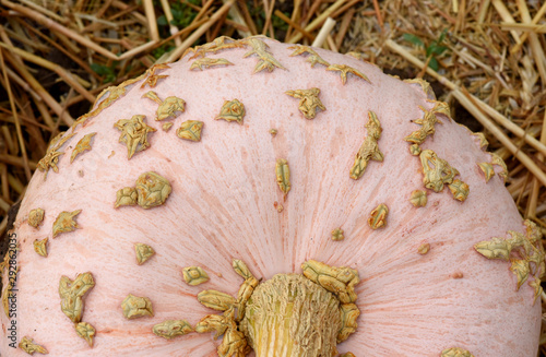 Galeuse de Eysines; Cucurbita pepo photo