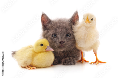 Fotografie, Obraz Kitten with chicken and duckling.