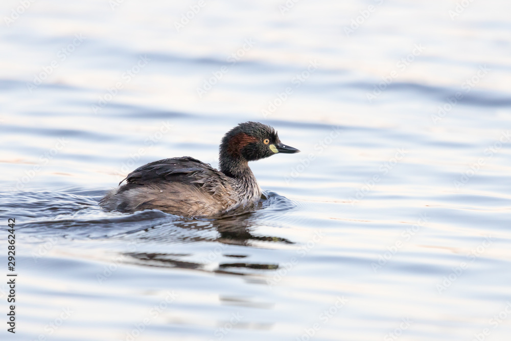Australiasian Grebe Australiasian Grebe