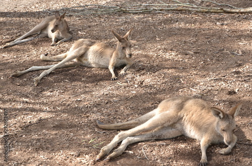 Three Kangaroos on a sand