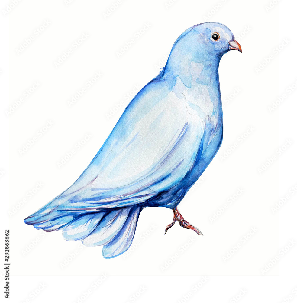 Fototapeta premium Peace bird, dove, art, water color drawing