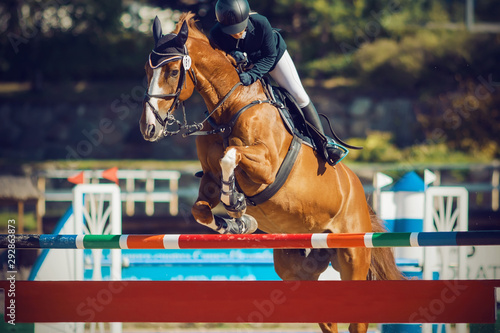 A sorrel horse in horse ammunition and with a rider in the saddle jumps over a high multi-colored barrier, participating in jumping competitions. ©  Valeri Vatel