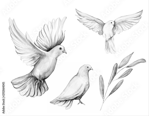 Photographie Peace bird, dove, art, water color drawing